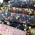 Rainbow Corn Landrace