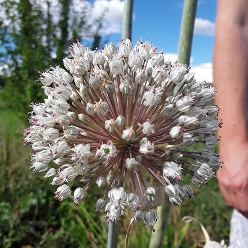 Blaugrüner x Lilly's Leeks