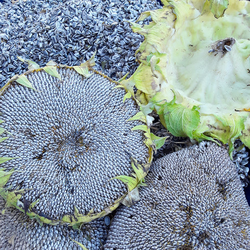 Mammoth Grey Stripe Sunflower