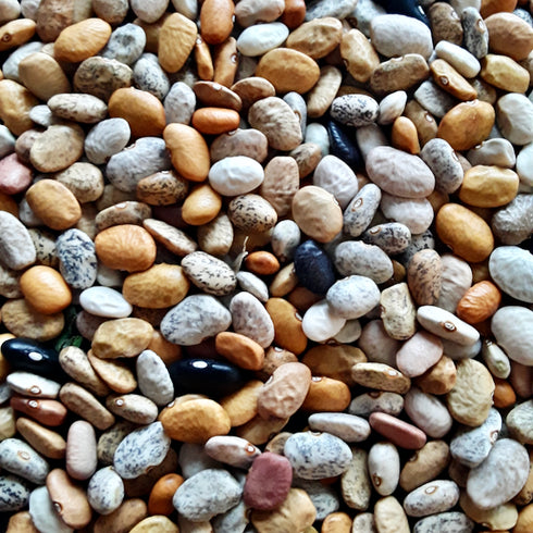 Tepary Bean, Multicolor Landrace