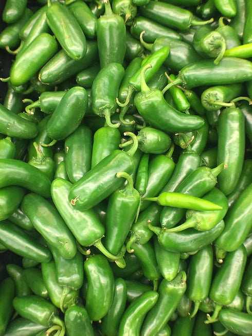 Early Jalapeño Peppers