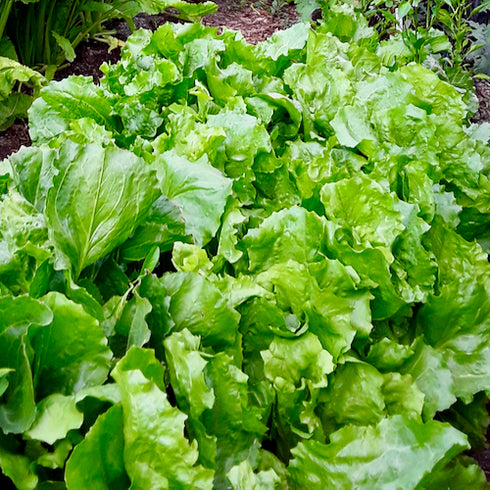 Cornetto di Bordeaux Escarole