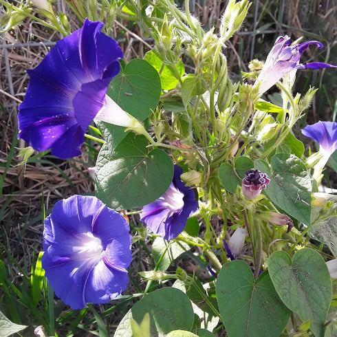 Flower Power Seed Packet Gift Set