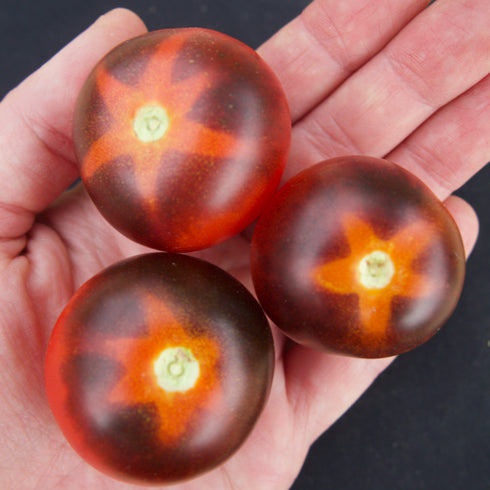 Goluboy Les (Blue Forest) Tomato