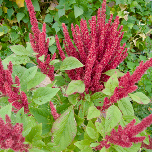 Culinary Amaranth Mix