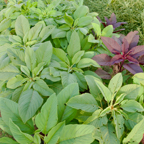 Culinary Amaranth Mix