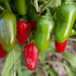Early Jalapeño Peppers