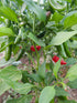 Early Jalapeño Peppers