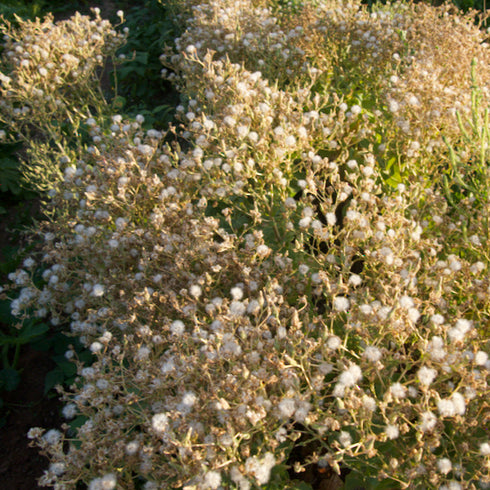 Spotty Troutback Lettuce