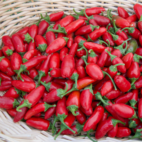 Early Jalapeño Peppers