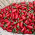 Early Jalapeño Peppers