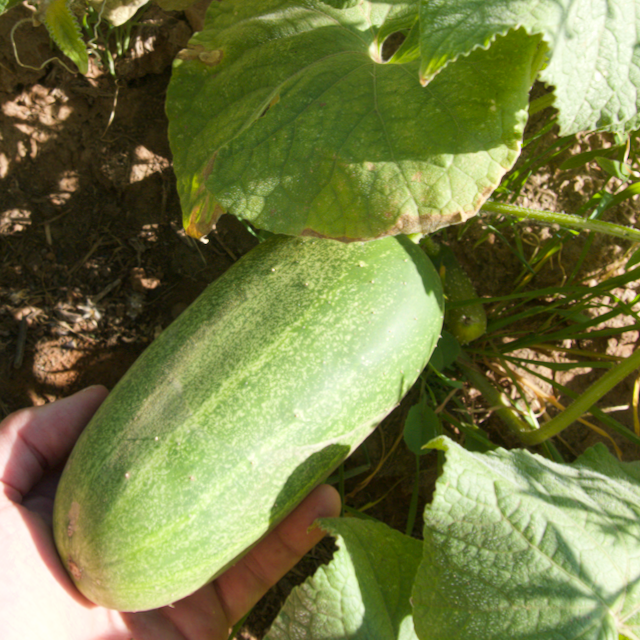 Marketmore Cucumber Vibrant Earth Seeds