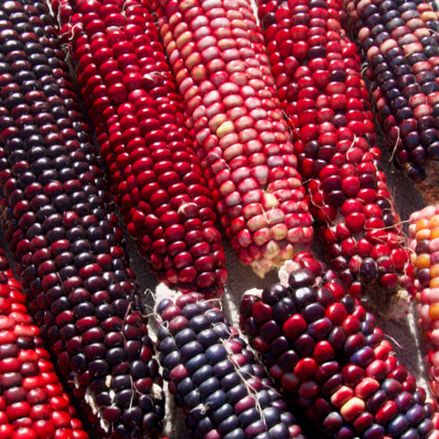 Red Rainbow Corn Landrace