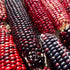 Red Rainbow Corn Landrace