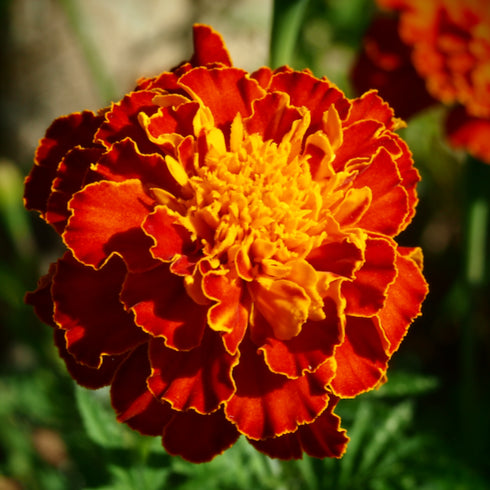 Colorado Marigold Mix