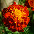 Colorado Marigold Mix