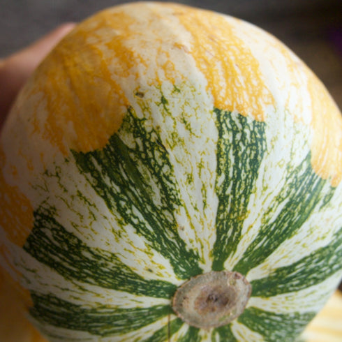 Hopi Origin Cushaw Winter Squash