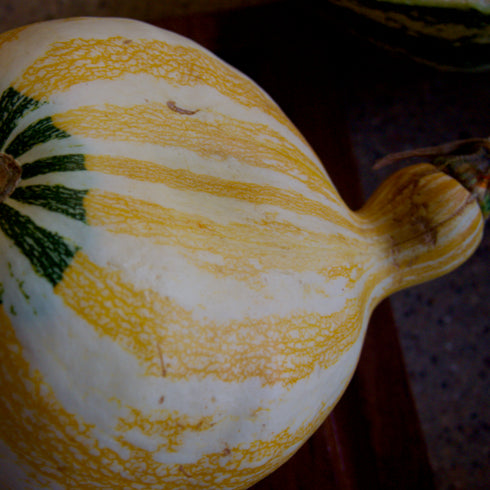 Hopi Origin Cushaw Winter Squash