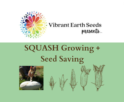 Squash Growing + Seed Saving Guide