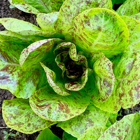 Spotty Troutback Lettuce