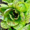 Spotty Troutback Lettuce