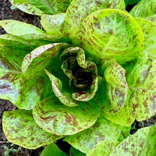 spotty troutback lettuce seeds