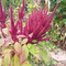Perennializing Amaranth Mix