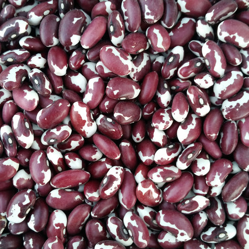Ancestral Puebloan Beans