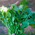 Arugula Landrace