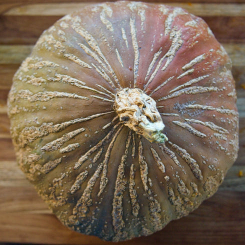 Ayeyarwady Delta Maxima Squash