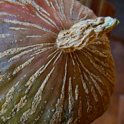 Ayeyarwady Delta Maxima Squash