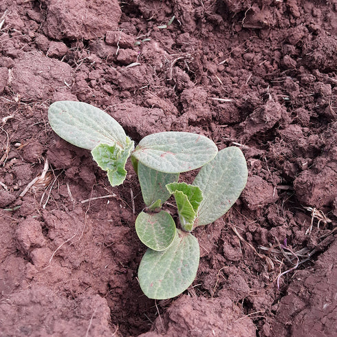 Ayeyarwady Delta Maxima Squash