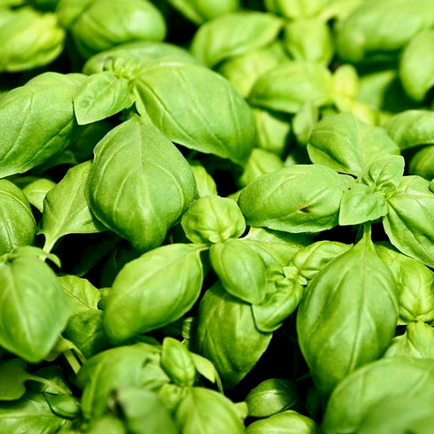 Genovese Basil
