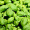Genovese Basil