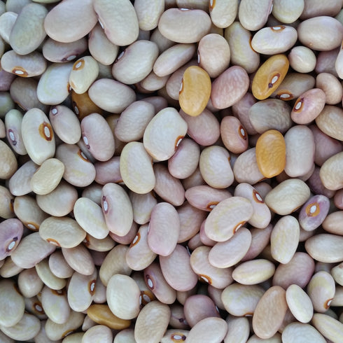 Bolitas Beans