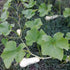 Butternut Squash Landrace