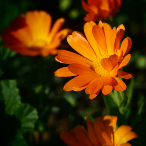 Calendula Mix