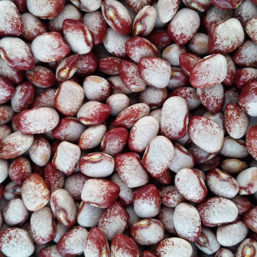 Colorado River Beans Vibrant Earth Seeds