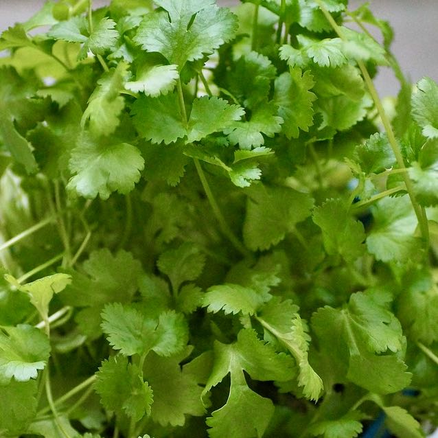 SlowBolt Cilantro (Coriander) Vibrant Earth Seeds