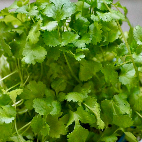 Slow-Bolt Cilantro (Coriander)