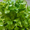 Slow-Bolt Cilantro (Coriander)