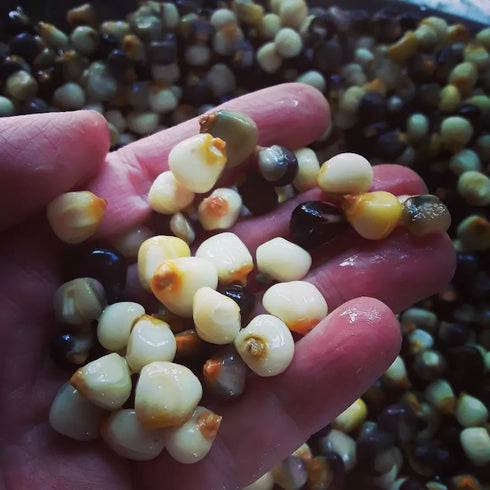 Red Rainbow Corn Landrace