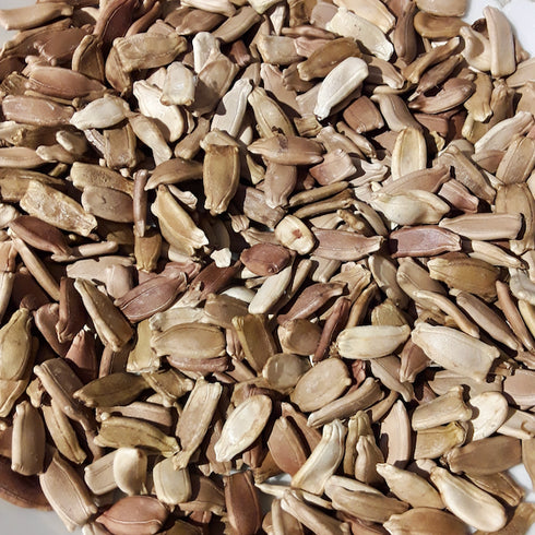 Cucuzzi Edible Gourd