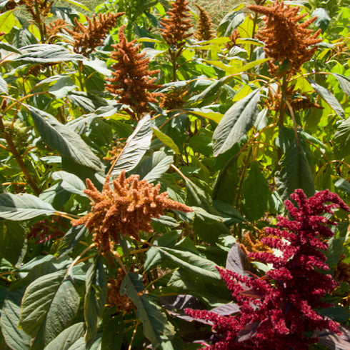 Culinary Amaranth Mix