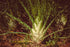 Fennel