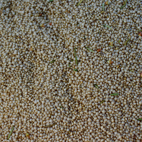 Golden Giant Amaranth