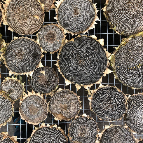 Flower Power Seed Packet Gift Set