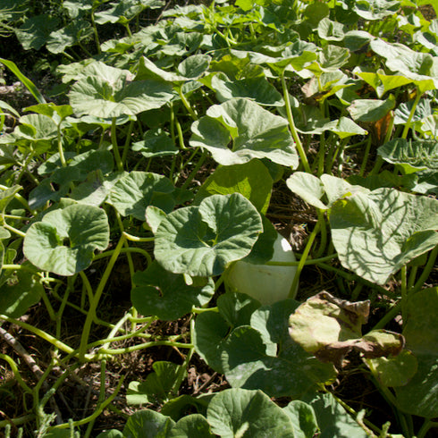 Hopi Origin Pale Gray Squash