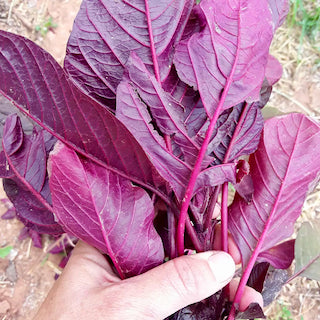 Hopi Red Dye Amaranth