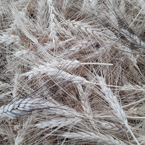 Hulless Grains Mix (Wheat, Barley & Rye)